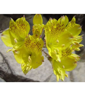 Alstroemeria Aurea Lutea