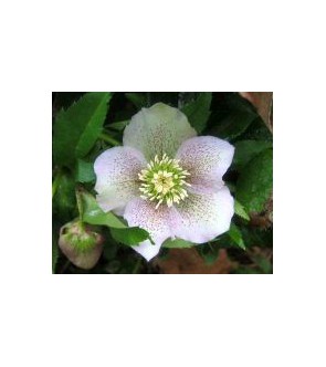 Helleboro orientalis