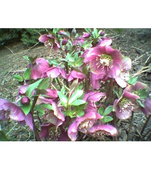 Helleboro Atrorubens