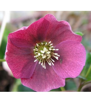 Helleboro Red Hybrids