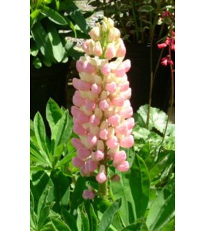 Lupinus ( lupino ) The...