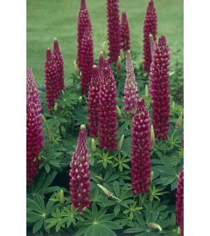 Lupinus ( lupino ) My Castle