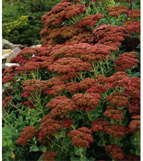 Sedum Spectabile Brilliant