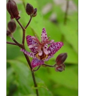 Tricyrtis formosana Purple...