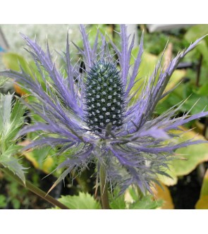 Eryngium alpinum Blue Star