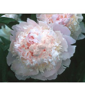 Peonia Madamme Calot