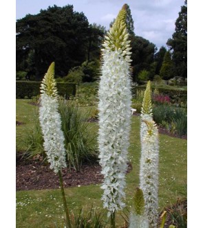 Eremurus himalaicus