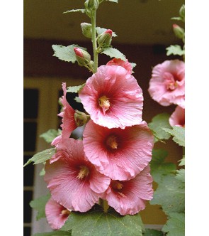 Alcea rosea Rosa