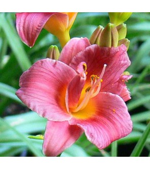 Hemerocallis Cute As Can Be...