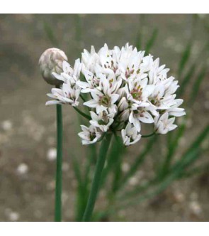 Allium ramosum