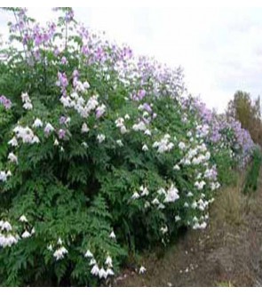 Dalia Imperialis miscuglio