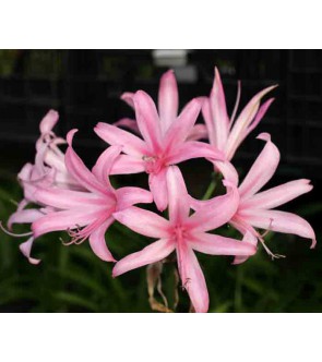 Nerine bowdenii Isabel