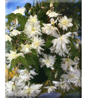 Begonia Pendula Bianca