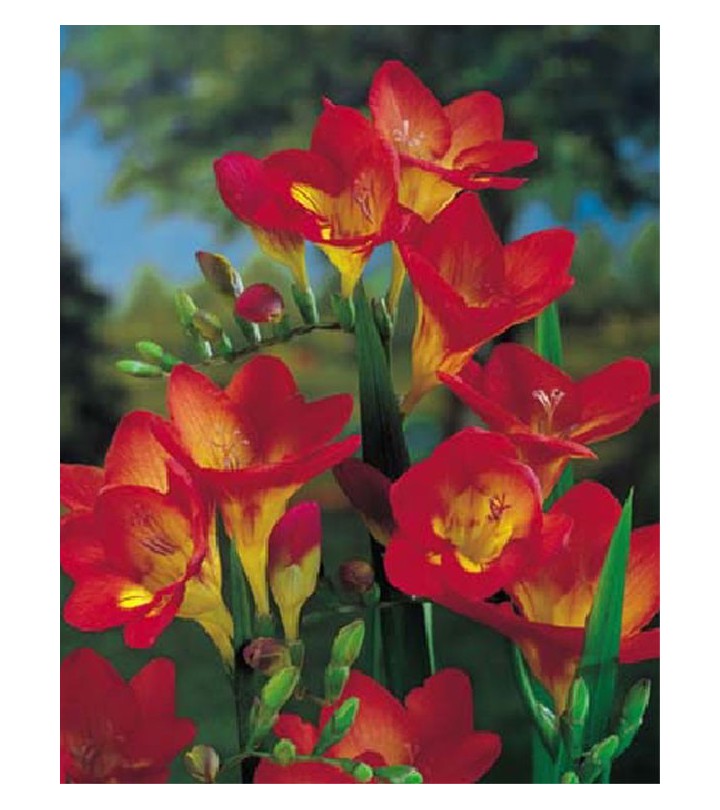 Bulbi di alta qualità di Fresia Semplice Rossa Red Lion Dimensioni: Bulbi  calibro cm 8+ Confezione 15