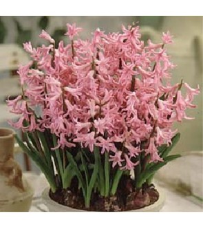 Giacinto multiflora Pink Pearl