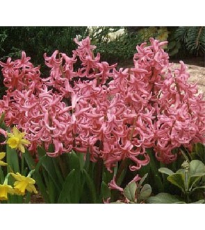 Giacinto multiflora Rosso...
