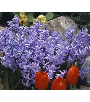 Giacinto multiflora Blue Pearl