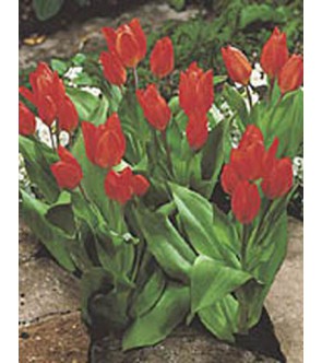 Tulipano selvatico...