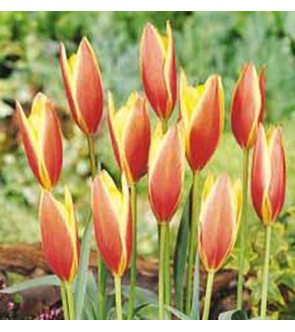 Tulipano selvatico Taco