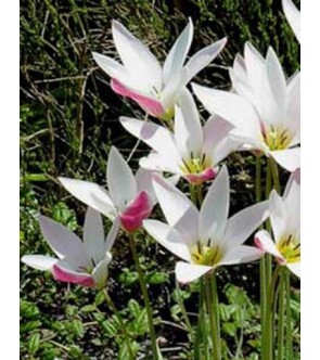Tulipano selvatico Clusiana...