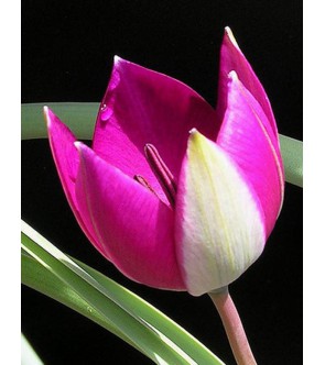 Tulipano selvatico...