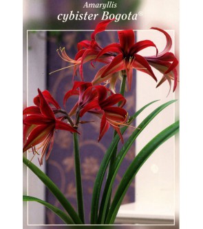 Amaryllis cybister Bogotà