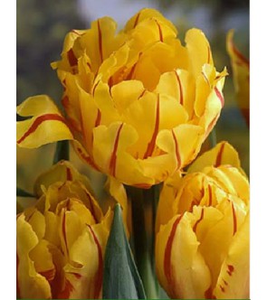 Tulipano doppio Monsella