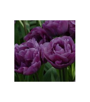 Tulipano doppio Backpacker