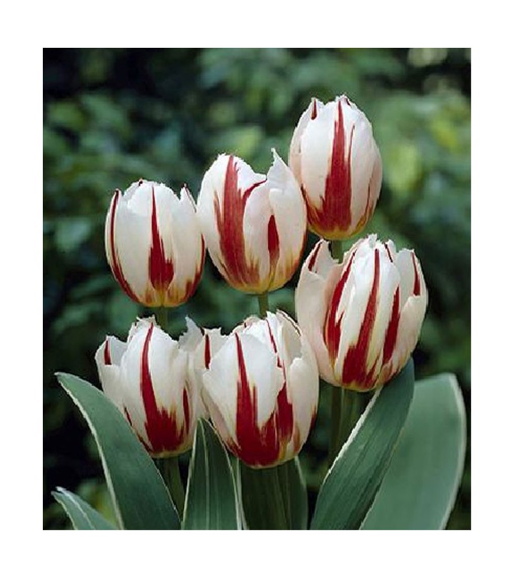 Fiori Da Giardino A Stelo Lungo