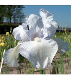 Iris germanica Desiderate