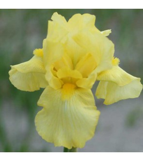 Iris germ. rifiorente...