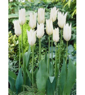 Tulipano Ballade White