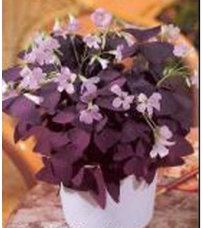 Oxalis Triangularis Myke