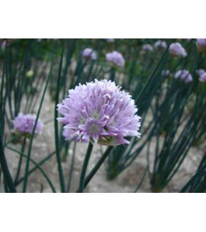 Allium ledebourianum