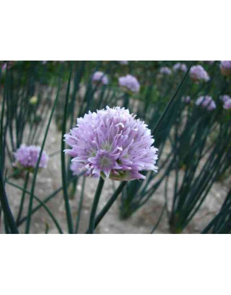 Bulbi di alta qualità di Allium ledebourianum Dimensioni: Tuberi forza ...