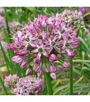 Allium decipiens