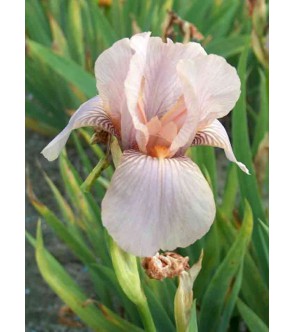 Iris germanica profumato...