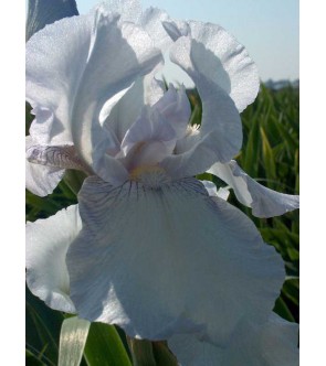 Iris germanica rifiorente...