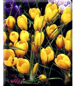 Crocus vernus Grand Yellow