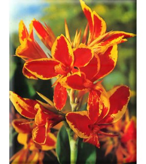 Canna Indica Lucifer