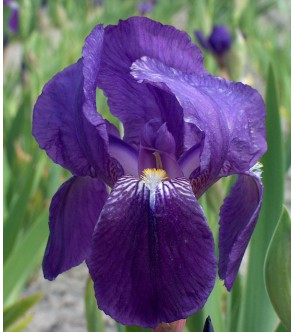 Iris germanica Black Swan