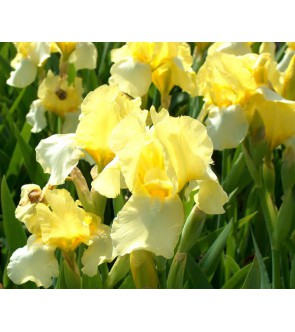 Iris germanica rifiorente...