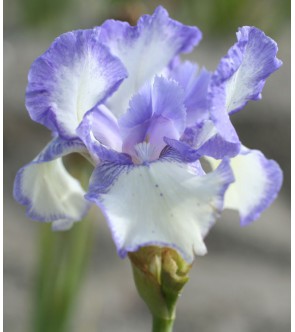 Iris germanica Blue Icing