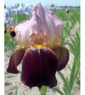 Iris germanica Bruno