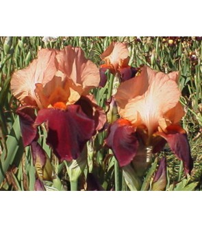 Iris germanica Cimmaron Strip
