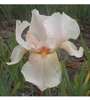 Iris germanica Constant Wattez