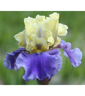 Iris germanica profumato...