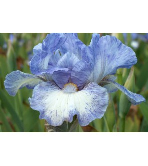 Iris germanica Frothingslosh