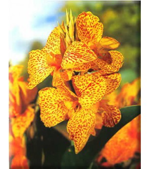 Canna Indica Picasso