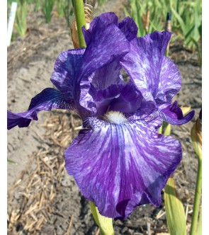 Iris germanica Inty Greyshun